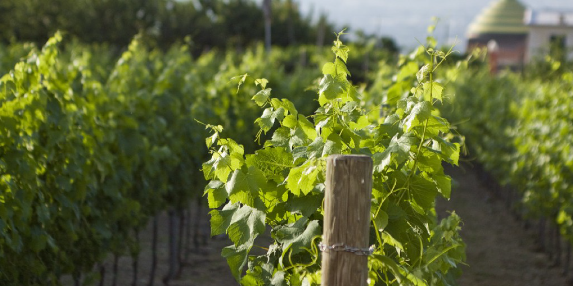 Borgo Giulia | vigna vigneto aglianico fiano campania